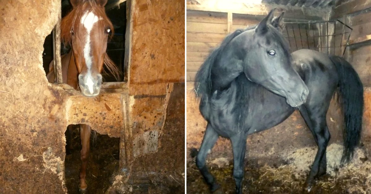 horse6.png?resize=412,232 - Eleven Horses Passed Away In Agony After Being Forced To Sleep In Horrendous Conditions