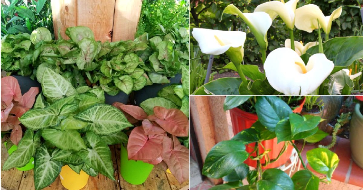 houseplant danger.jpeg?fit=1024%2C538&ssl=1&strip=all - 10 Common Houseplants That Are Dangerous To People And Pets