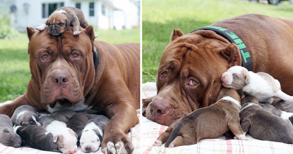 World S Biggest Pitbull Hulk S New Litter Will Be Sold For A Whopping 500 000 Small Joys