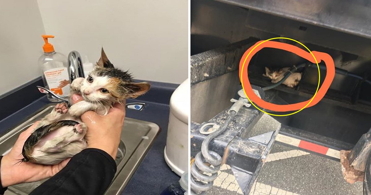 i.jpg?resize=1200,630 - Unbelievable Moment When A Kitten, Covered in Hot Grease, Was Rescued After Adhering To A Moving Truck For 30 Miles