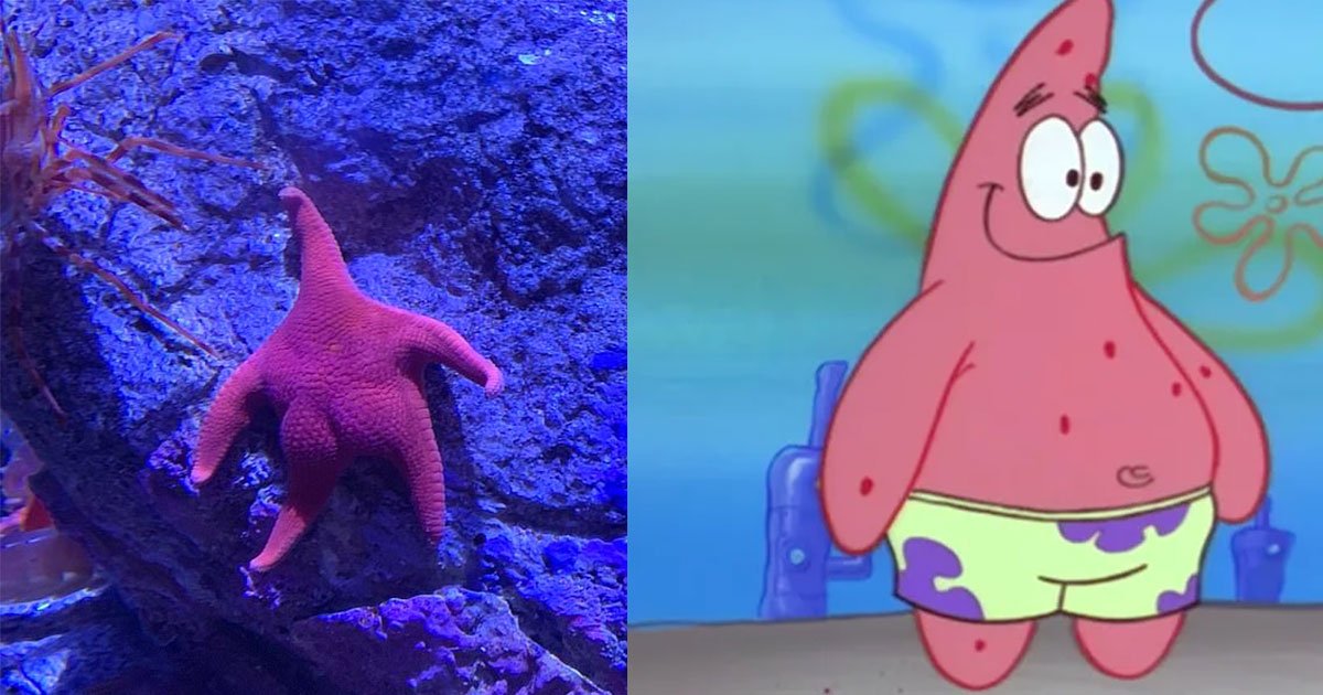 internet users compared big butt starfish to spongebob squarepants patrick.jpg?resize=1200,630 - This Sea Star Looks Just Like Patrick From Spongebob And Fans Love It