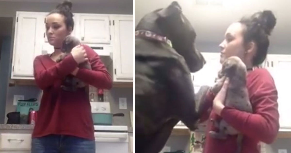 jealous great dane.jpg?resize=412,232 - Hilarious Video Of A Great Dane Who Doesn’t Let His Owner Pet The New Puppy
