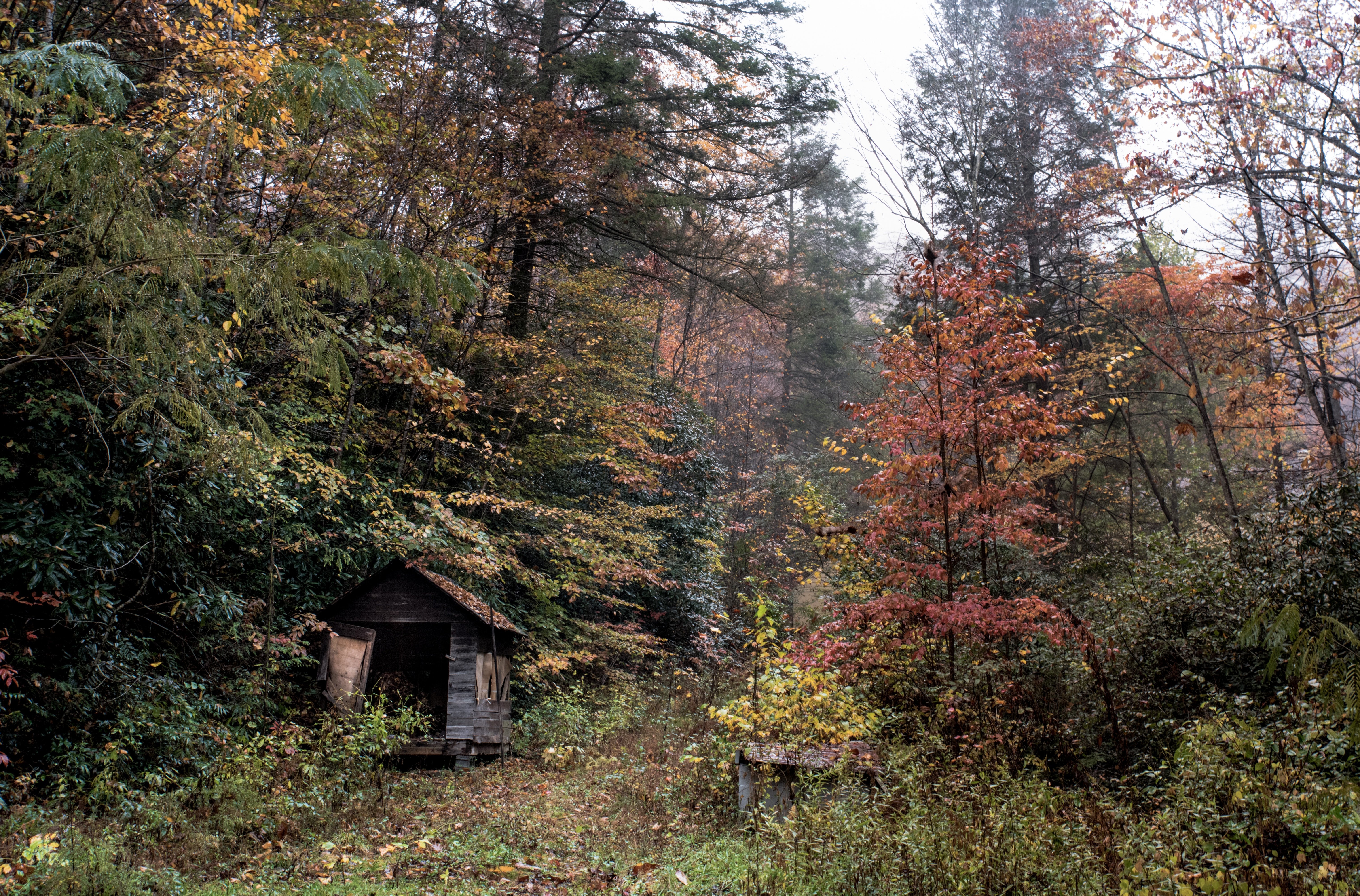 justin luebke ypant qfli0 unsplash.jpg?resize=412,275 - Si vous trouvez ce bar caché dans la forêt, vous gagnerez des consommations gratuites... à vie