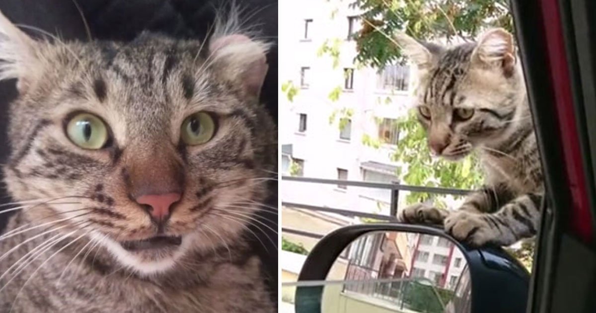 leo stray cat.jpg?resize=412,275 - Stray Cat Refused To Leave A Woman’s Car As He Needed A Home