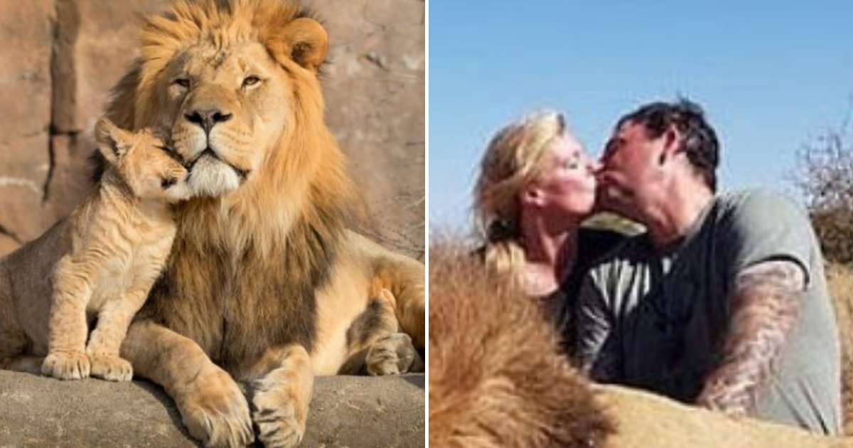 lions3.png?resize=1200,630 - Un couple s'agenouille et s'embrasse sans vergogne pour une photo derrière un lion mort