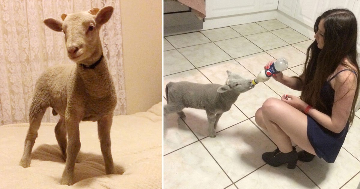 little lamb winter.jpg?resize=412,275 - Little Bouncing Lamb Became An Internet Sensation After A Video Of Him Went Viral