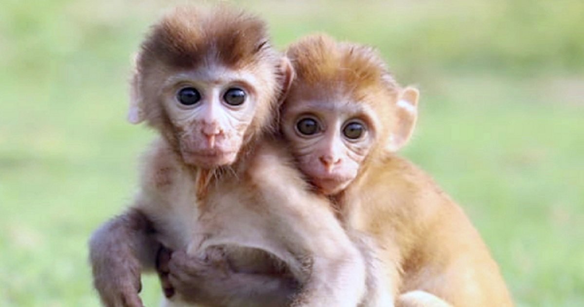 m3 2.jpg?resize=1200,630 - Two Monkeys Who Lost Their Mothers Few Days After Being Born Are Now Inseparable Friends