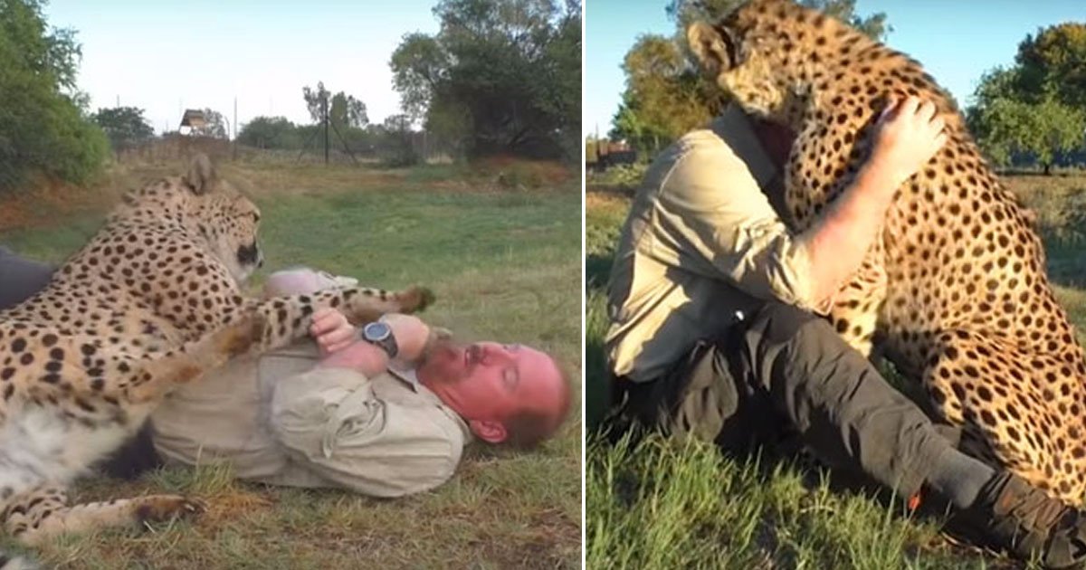 man cheetah best friend.jpg?resize=1200,630 - Vidéo : Un homme a développé un lien spécial avec un guépard