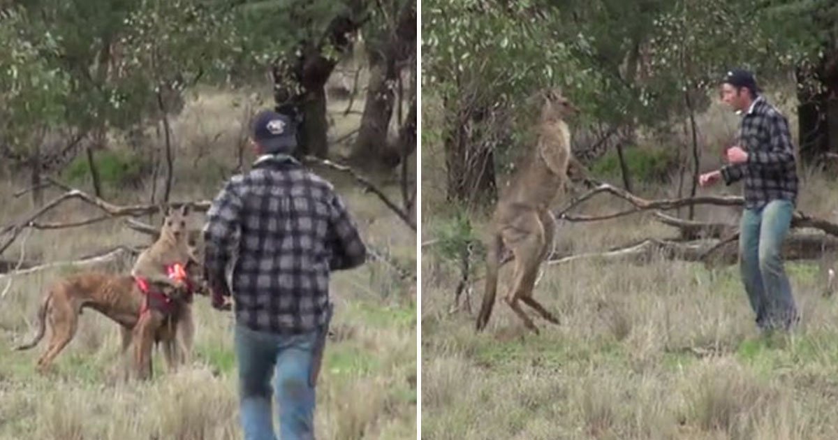 man pucnhes kangaroo.jpg?resize=1200,630 - Un homme se bat contre un kangourou pour sauver un chien