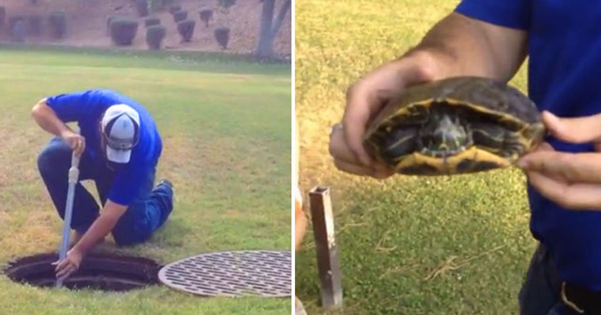 man rescues turtle.jpg?resize=412,275 - Man Rescued A Helpless Turtle Who Got Stuck In A Concrete Drain Pipe