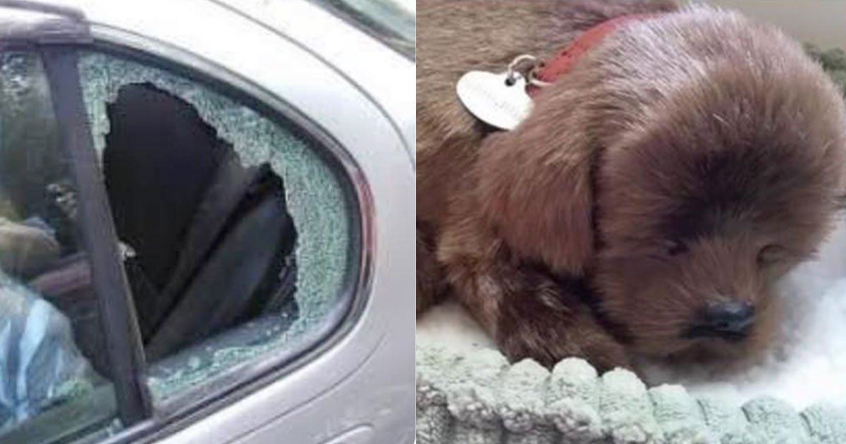 man smashed car window to save a pooch which turned out to be a toy dog.jpg?resize=412,275 - A Man Smashed The Car Window To Save A 'Pooch' That Turned Out To Be A 'Toy' Dog