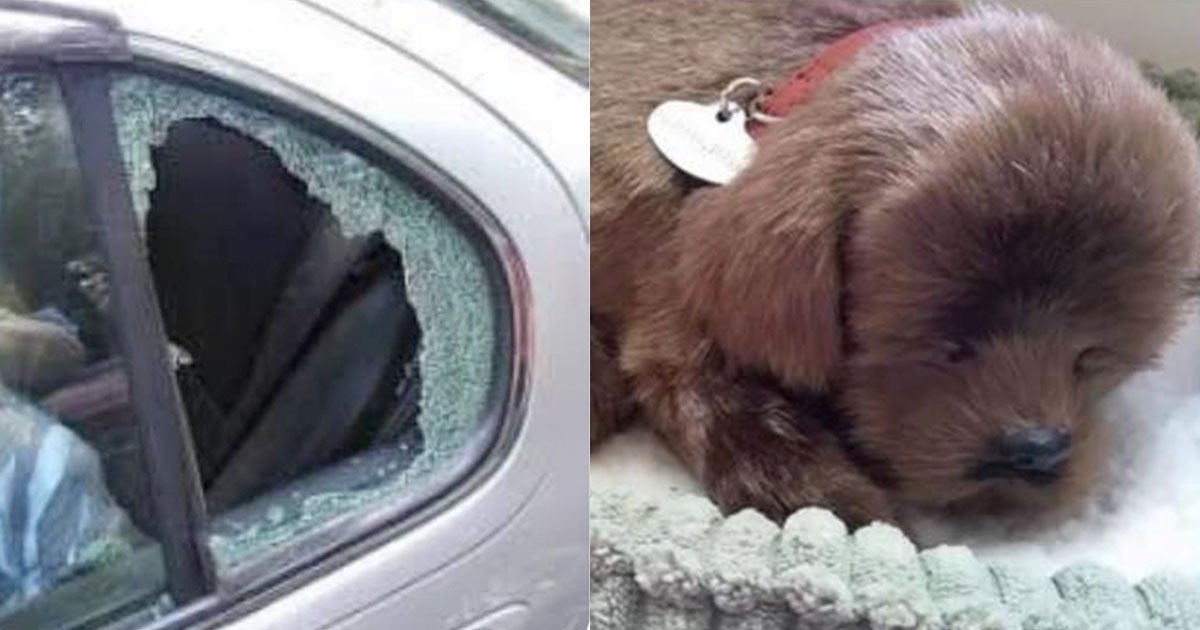 man smashed car window to save a pooch which turned out to be a toy dog.jpg?resize=412,232 - A Man Smashed The Car Window To Save A 'Pooch' That Turned Out To Be A 'Toy' Dog