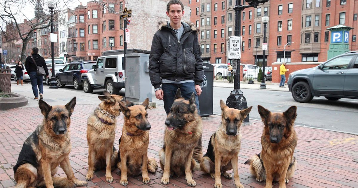 man walks dogs.jpg?resize=412,275 - Man Walks Pack Of Unleashed German Shepherds In Public