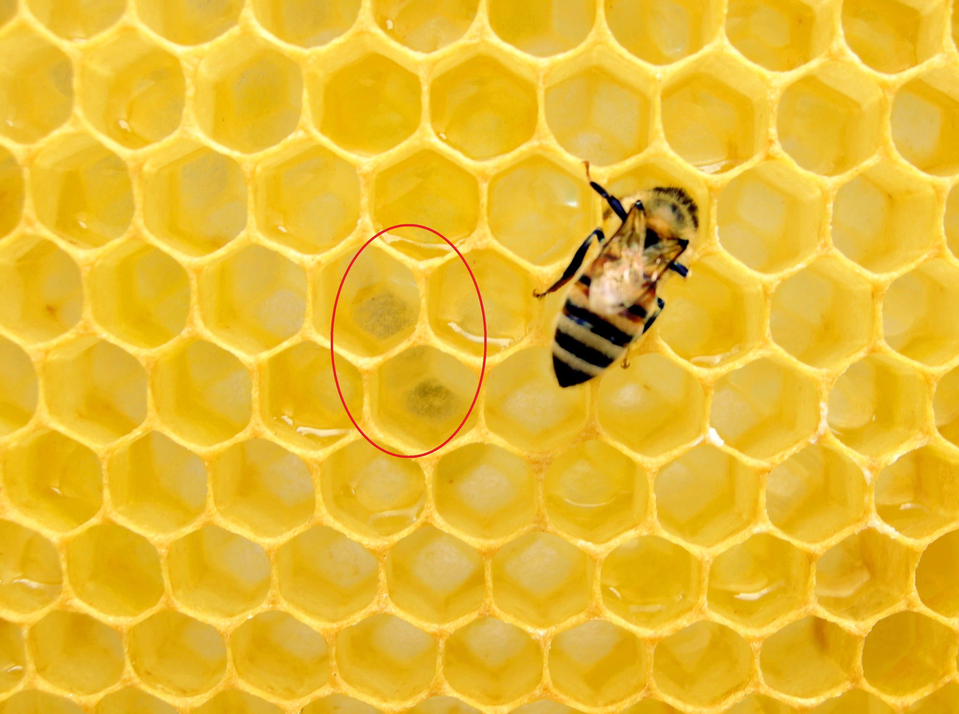 matthew t rader ohygdzgwbr4 unsplash.jpg?resize=1200,630 - Dans le Puy-de-Dôme, des "nouveaux habitants" venus de la ville se plaignent des déjections d'abeilles...