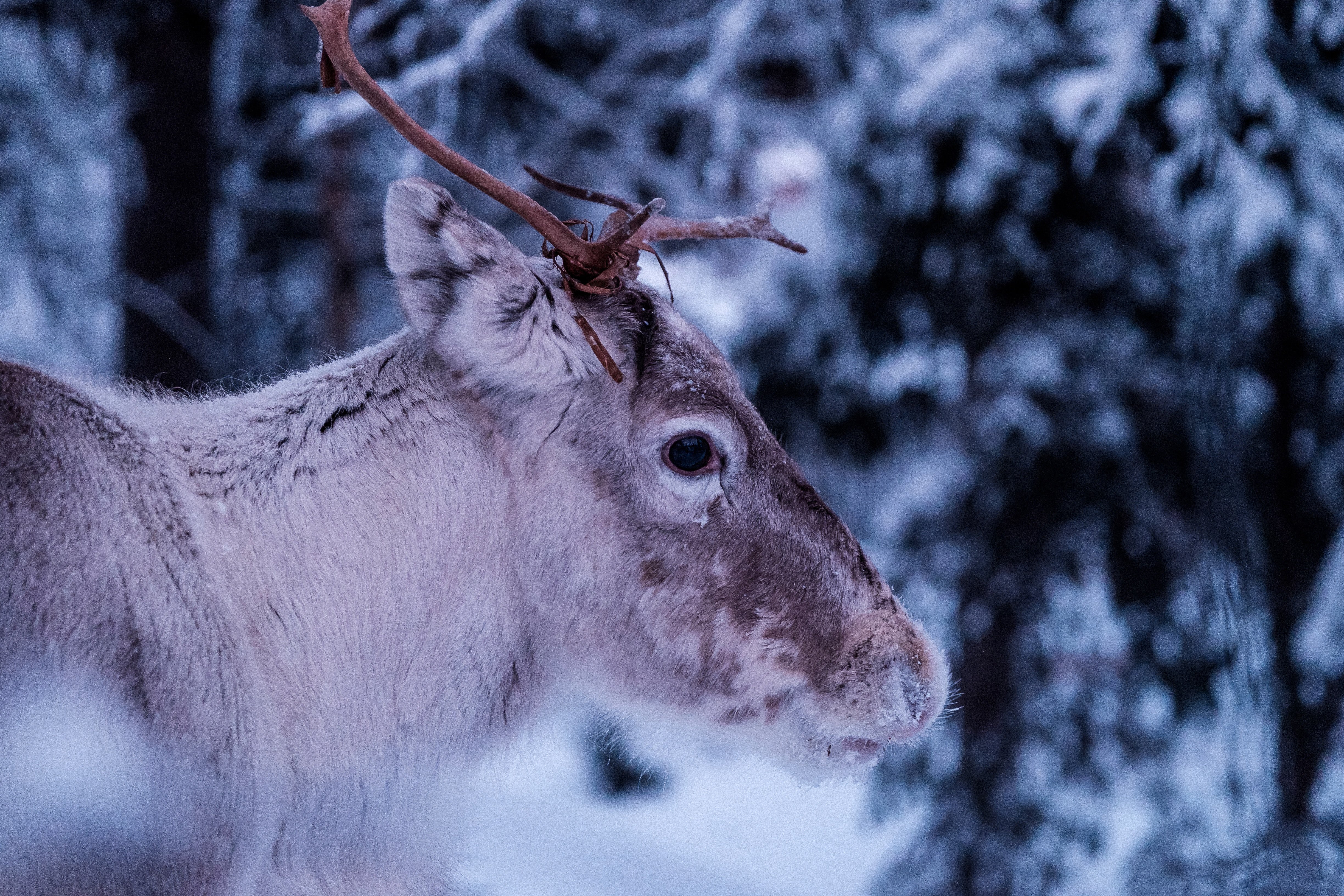 nathan lemon pd4iy18ahti unsplash.jpg?resize=412,232 - Près de 200 rennes ont été retrouvés mort de faim en Norvège