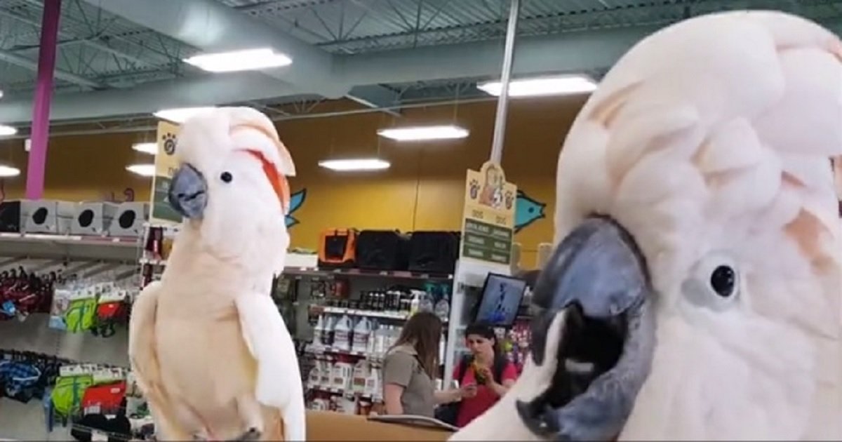 p3 10.jpg?resize=412,275 - A Cockatoo Erupted Into An Excited Gabble On Meeting His New Friend In The Pet Store