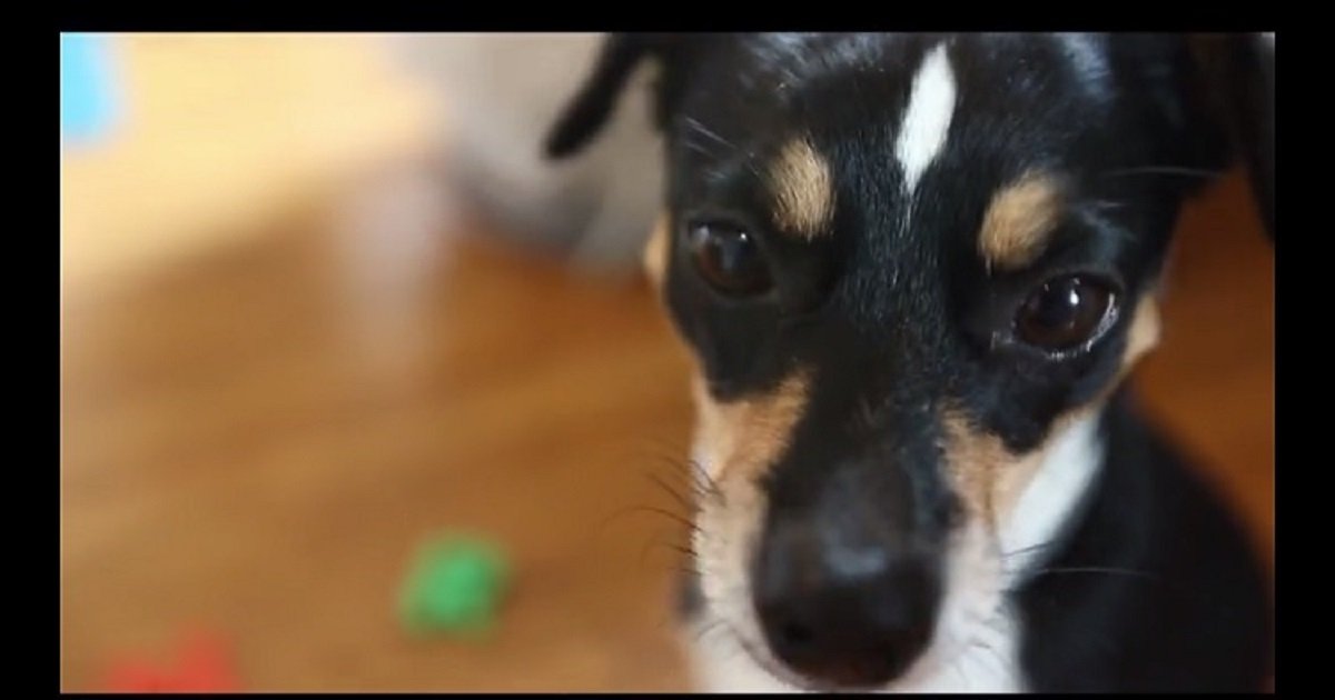 p3 4.jpg?resize=412,275 - Meet The Amazing Rescue Puppy Who's Smart Enough To Spell Her Own Name