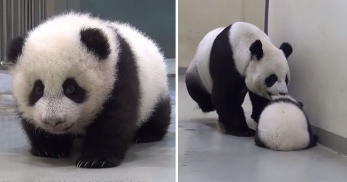 panda bear.jpg?resize=1200,630 - Une maman panda essaye de rendormir son bébé après qu'il se soit faufilé hors du lit