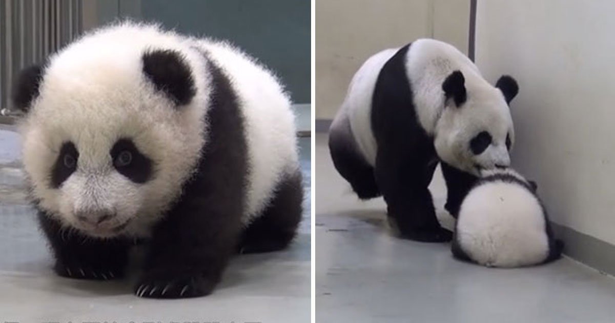 panda bear.jpg?resize=412,275 - Mama Bear Put Her Baby Bear Back To Sleep After It Tried Sneaking Out Of Bed