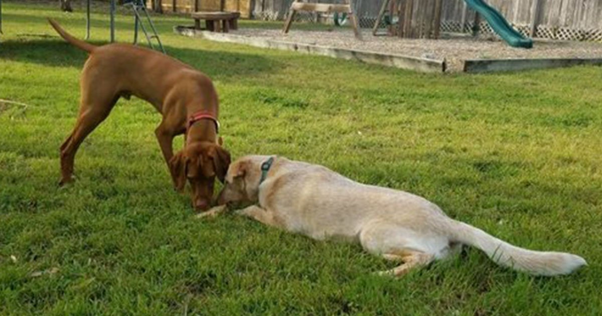 pet owner installed dog door so dog friends can have fun together.jpg?resize=412,232 - Neighbors Agreed To Install A Dog Door So Their Dogs Can Hang Out Whenever They Want