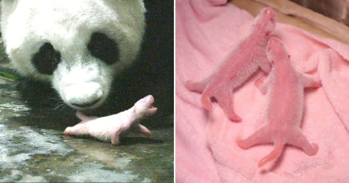 po4.png?resize=1200,630 - En Chine, Po, un panda géant, vient de donner naissance à deux jumeaux