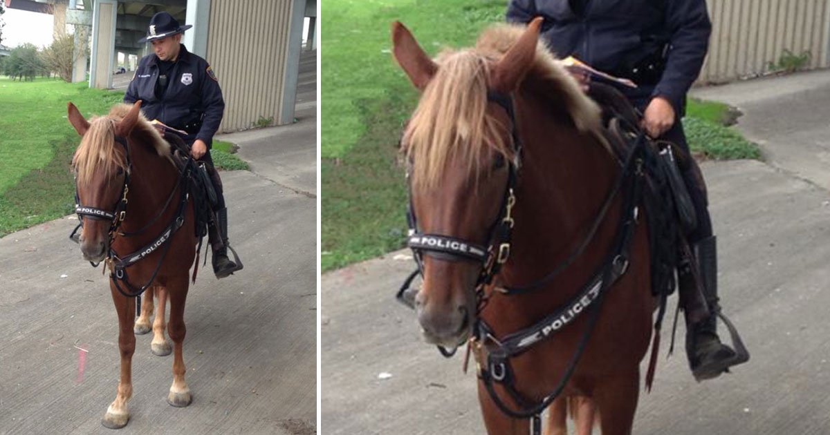 police horse died.jpg?resize=1200,630 - Le moment déchirant où un policier accompagne un cheval de police avant sa mort