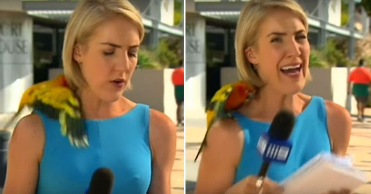 reporter parrot.jpg?resize=412,275 - Australian Reporter Panicked When A Parrot Landed On Her Shoulder When She Was Preparing To Go Live