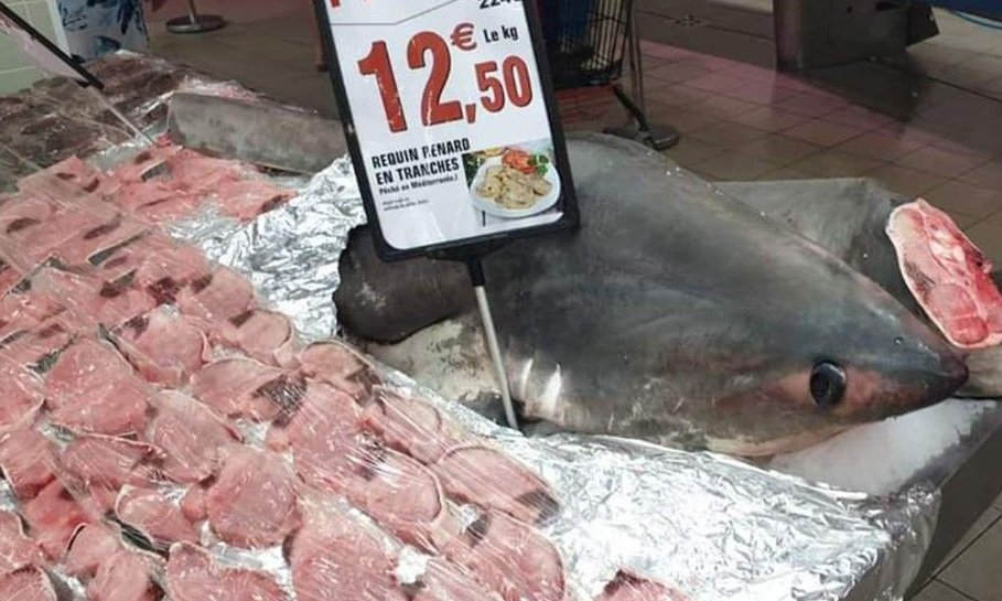 requin 1.jpg?resize=412,232 - Du requin-renard, une espèce protégée, était en promotion à Intermarché et a suscité l'indignation