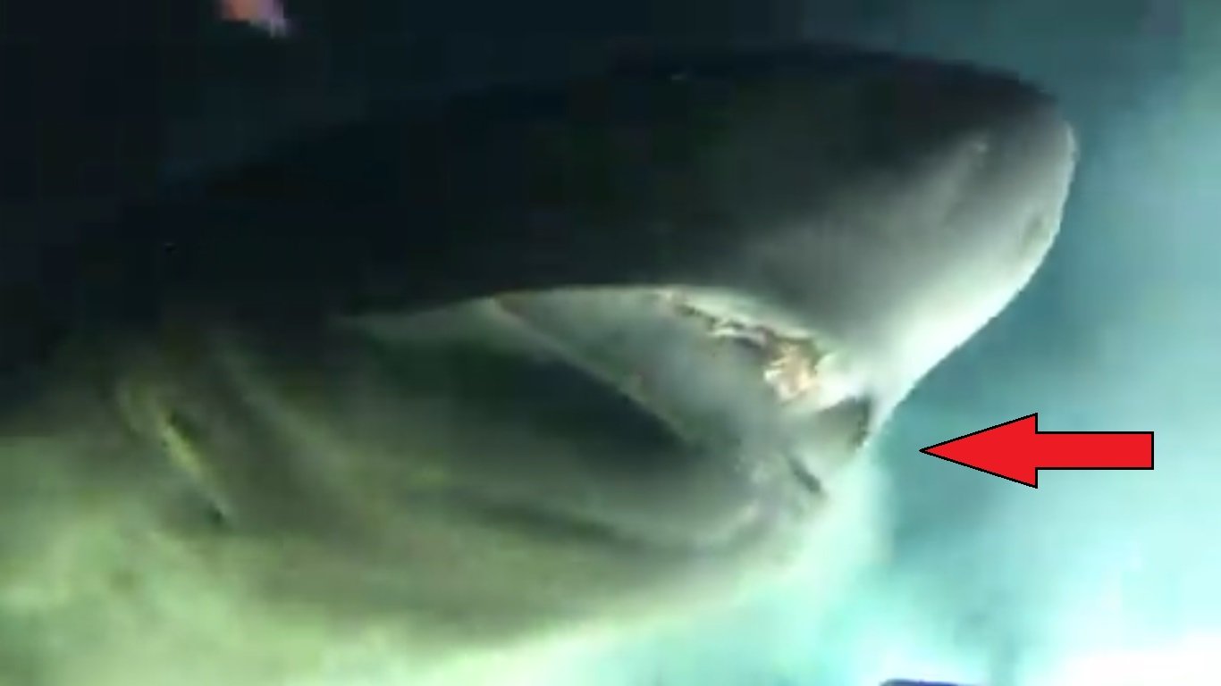 requin.jpg?resize=1200,630 - En Floride, un requin préhistorique (vivant) de 8 mètres a été repéré dans les profondeurs
