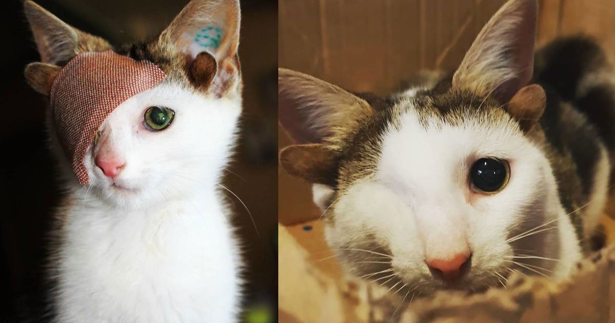 rescued cat born with four ears and one eye found a loving family.jpg?resize=1200,630 - A Rescue Cat Born With Four Ears And One Eye Found A Loving Family At Last
