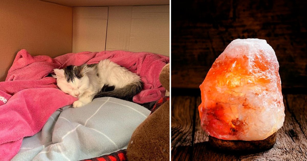 s2 3.png?resize=1200,630 - Himalayan Salt Lamps In Your House Could Possibly Be Fatal for Your Furry Companions