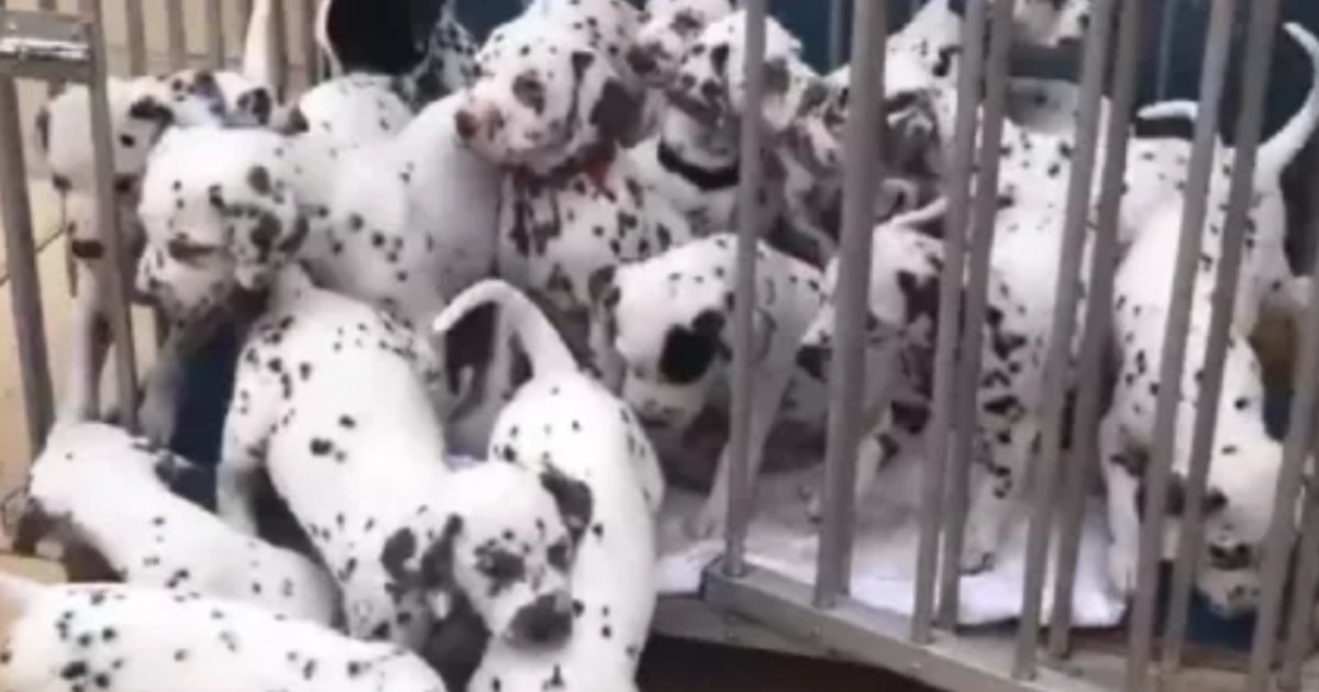 s3 23.png?resize=1200,630 - Regarder ces 19 petits dalmatiens nés d'une seule portée. C'est le record du monde !