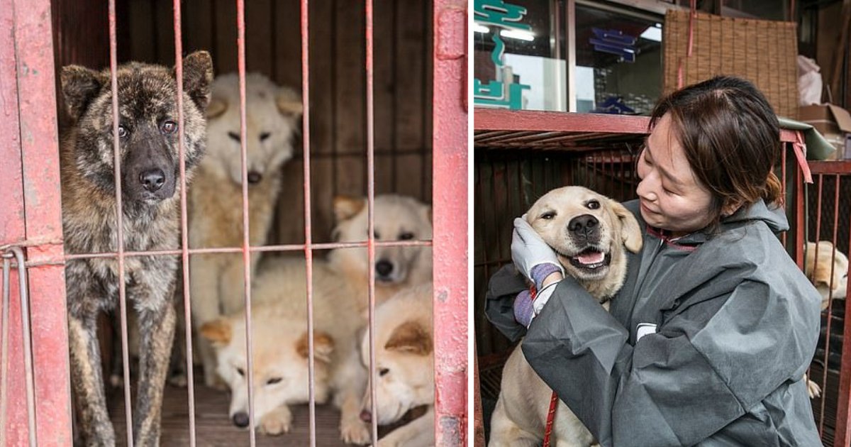s5 1.png?resize=1200,630 - Les mesures visant à mettre fin à la consommation de viande de chien en Corée du Sud battent leur plein