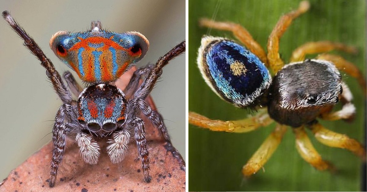 s5 3.png?resize=1200,630 - New Species of Rice Grain-Sized Jumping Spiders Discovered In Australia