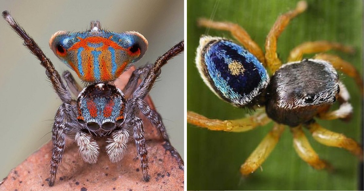 s5 3.png?resize=412,275 - New Species of Rice Grain-Sized Jumping Spiders Discovered In Australia