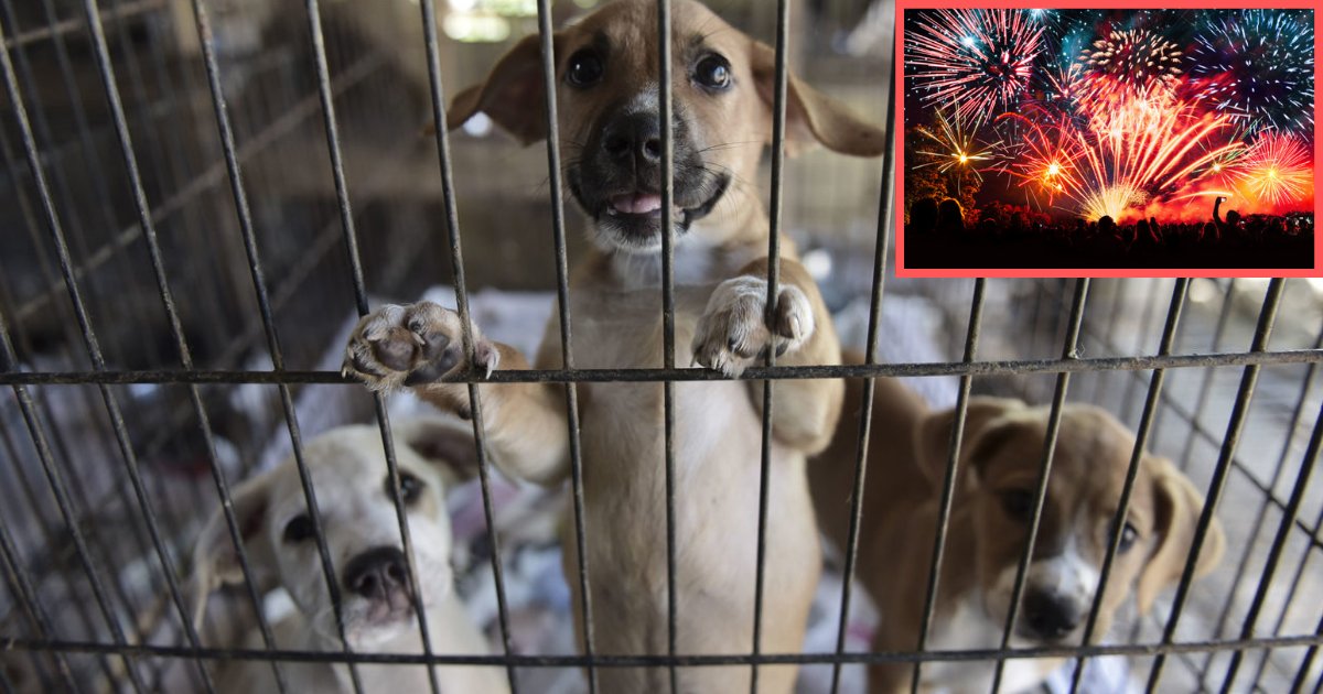 s5 4.png?resize=412,232 - Aux États-Unis, des prisonniers viennent passer la fête nationale avec des chiens dans une refuge pour les calmer lors des feux d'artifice