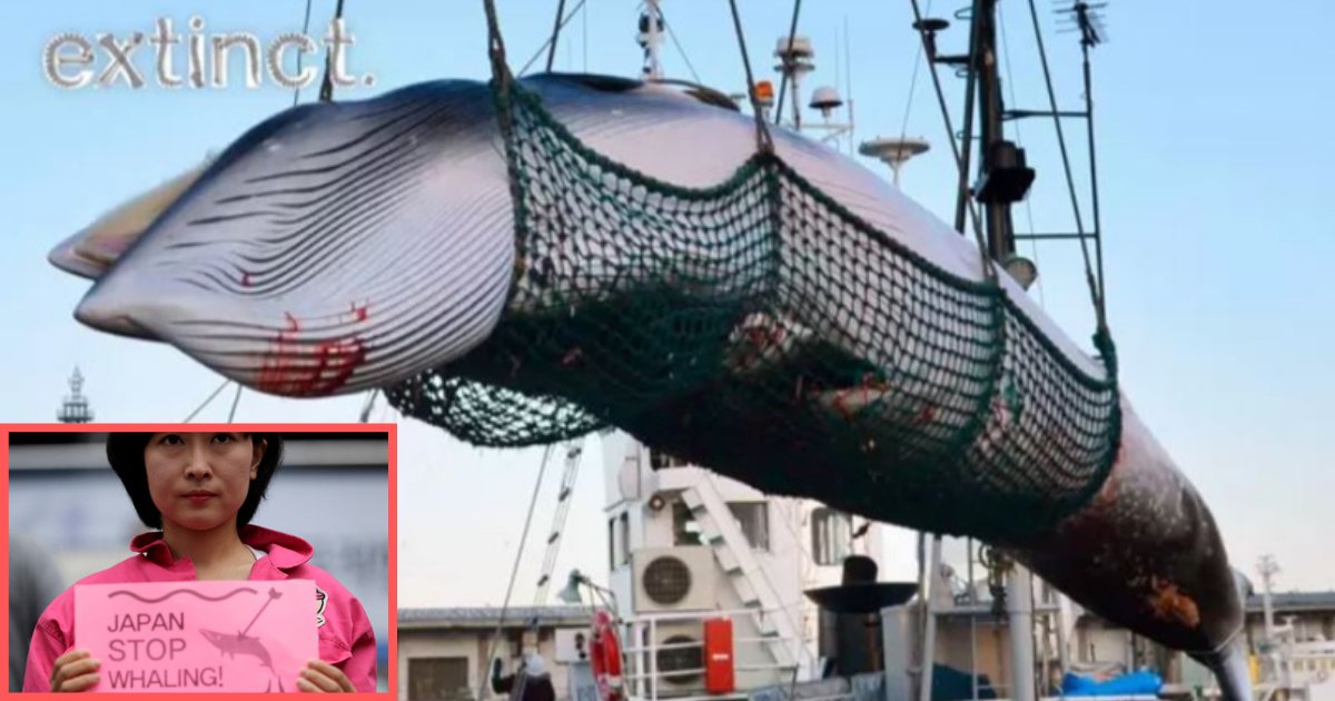 s6 1.png?resize=1200,630 - Japan Will Start Commercial Whaling Again In Spite of Resistance