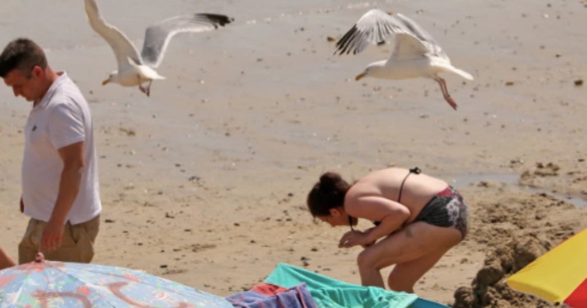 s6 16.png?resize=1200,630 - Aggressive Seagulls Have Come Down to Attacking Humans by Swooping Down