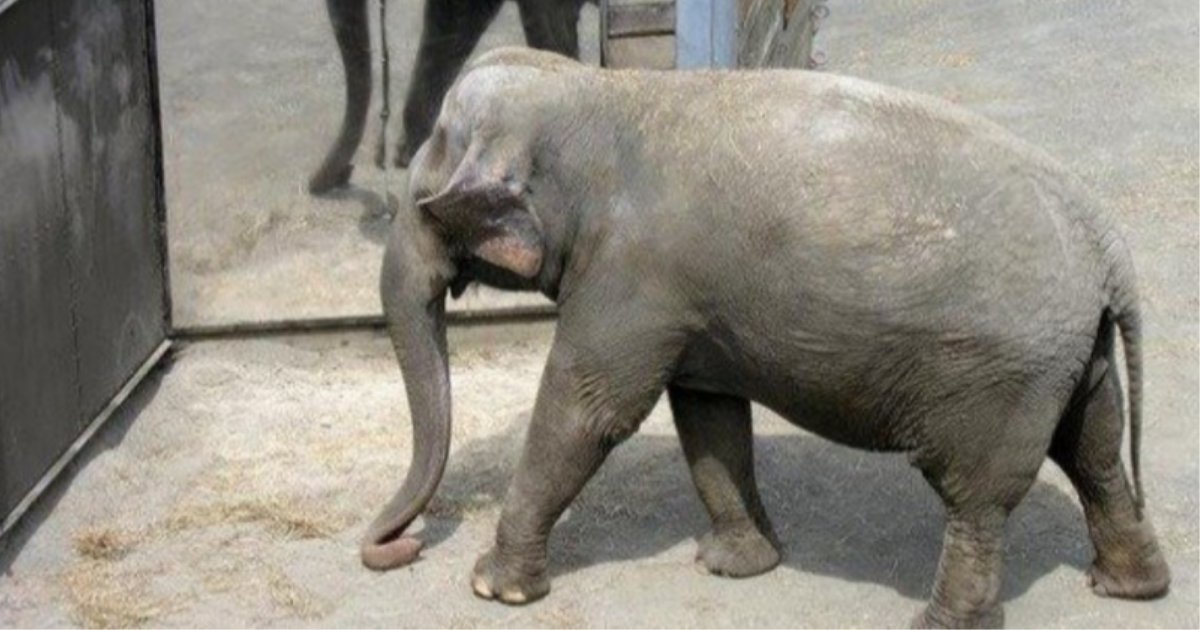 s6 6.png?resize=412,275 - Happy Is Completely Unhappy at Bronx Zoo As She Is Deemed Loneliest Elephant