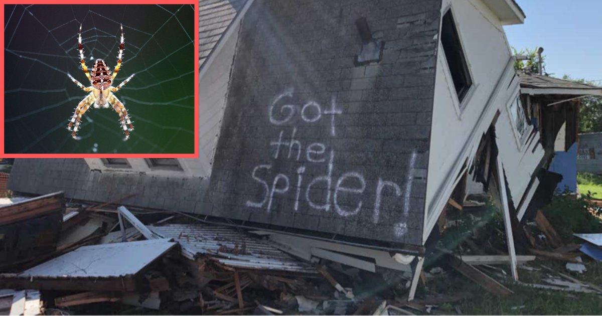 s61 1.png?resize=412,232 - Attention araignée : Un couple fait démolir sa maison
