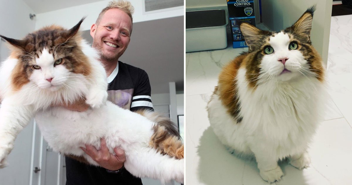 samson biggest cat.jpg?resize=1200,630 - Faites connaissance avec Samson, le plus gros chat de la ville de New York