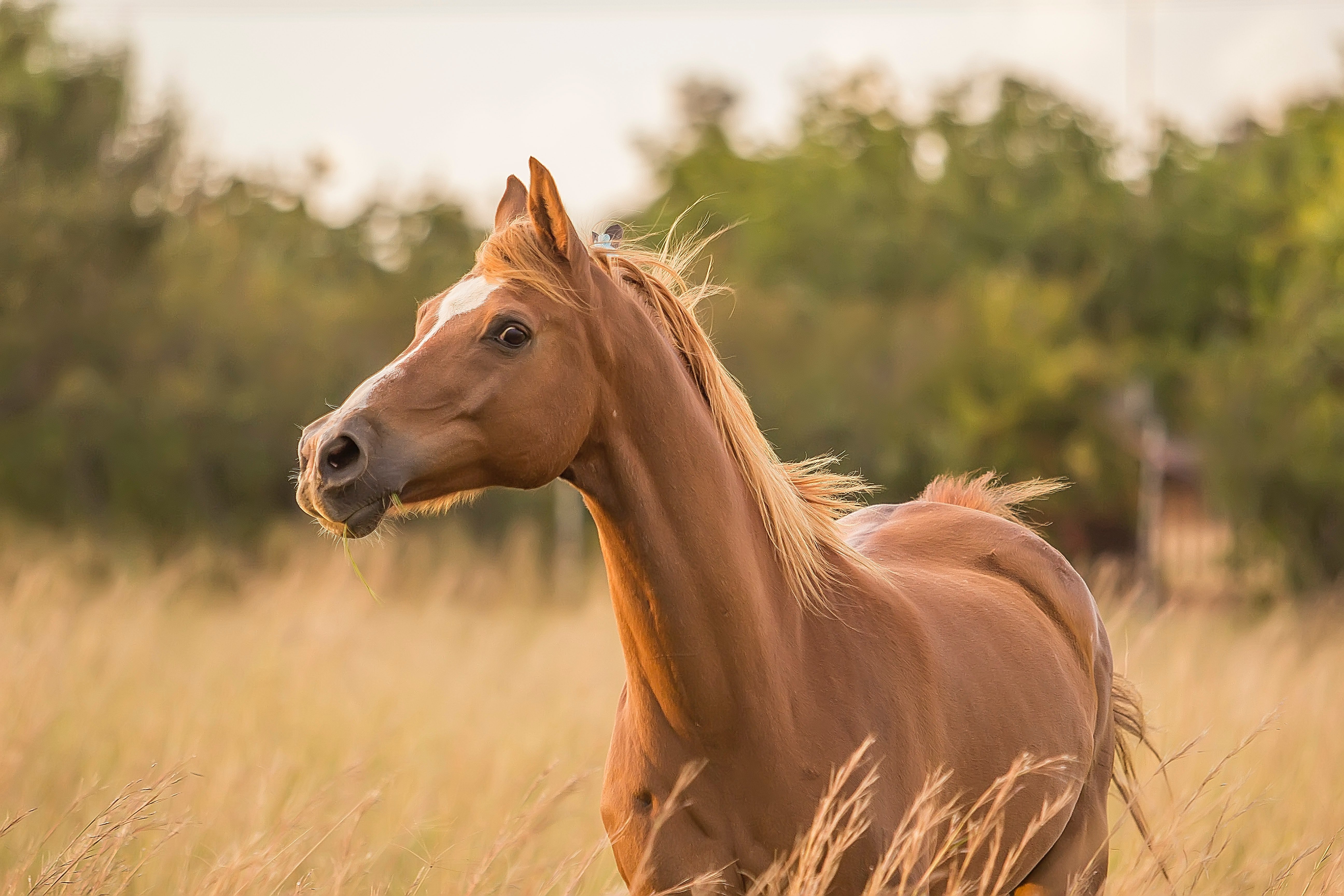 sarah olive tgl7quhridm unsplash.jpg?resize=412,275 - Une jument a été abattue par balle dans un champ Vendéen