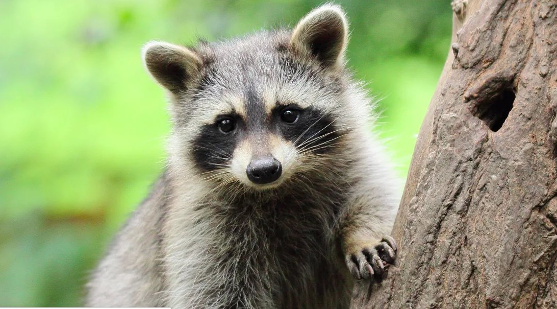 screen shot 2019 07 18 at 3 27 32 pm.png?resize=412,275 - Raccoon Meets His Rescuer After A Year Apart