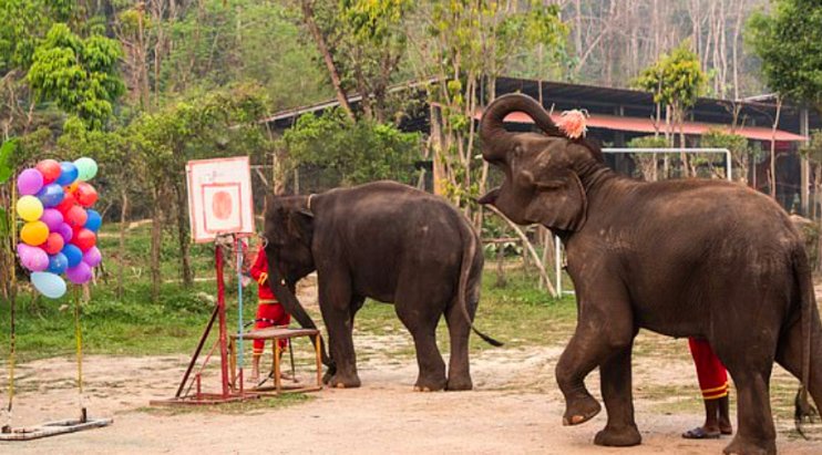 screen shot 2019 08 02 at 1 34 01 am.png?resize=412,275 - Australian Tourists are Being Requested Not to Ride Entertainment Elephants in Thailand