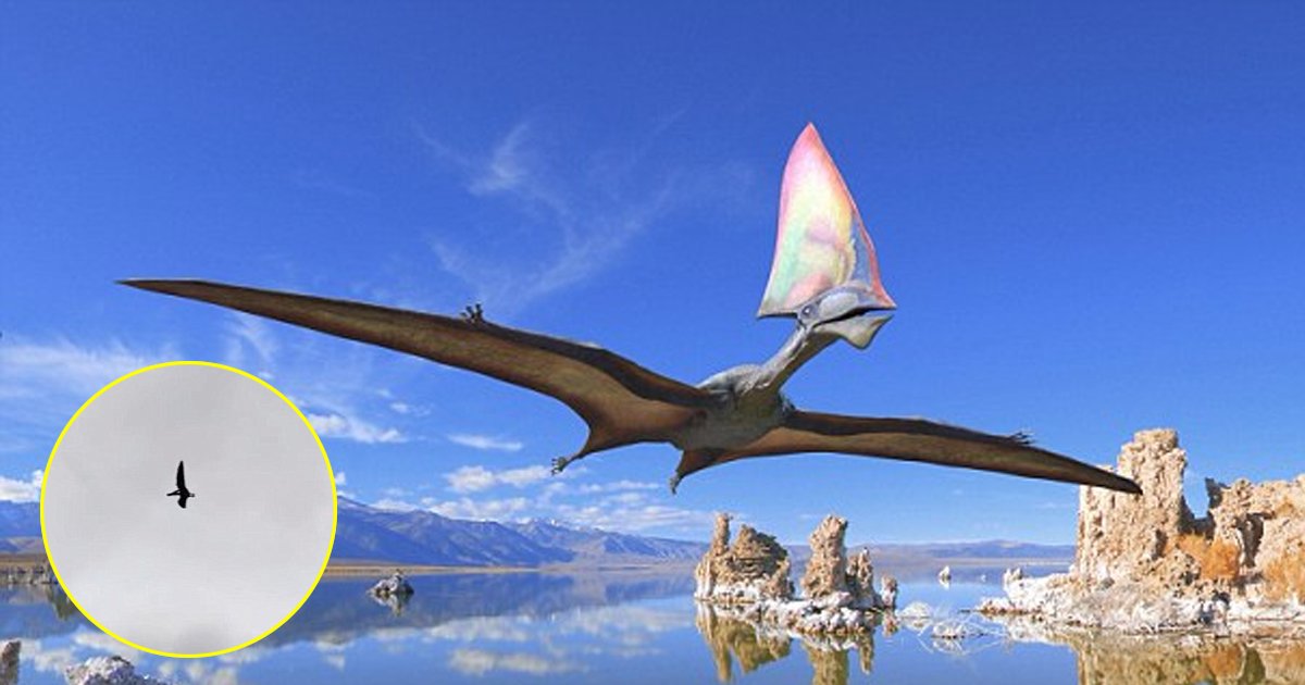 sdfsdss.jpg?resize=1200,630 - Un ptérosaure, cousin des dinosaures, a été filmé dans une séquence vidéo amateur