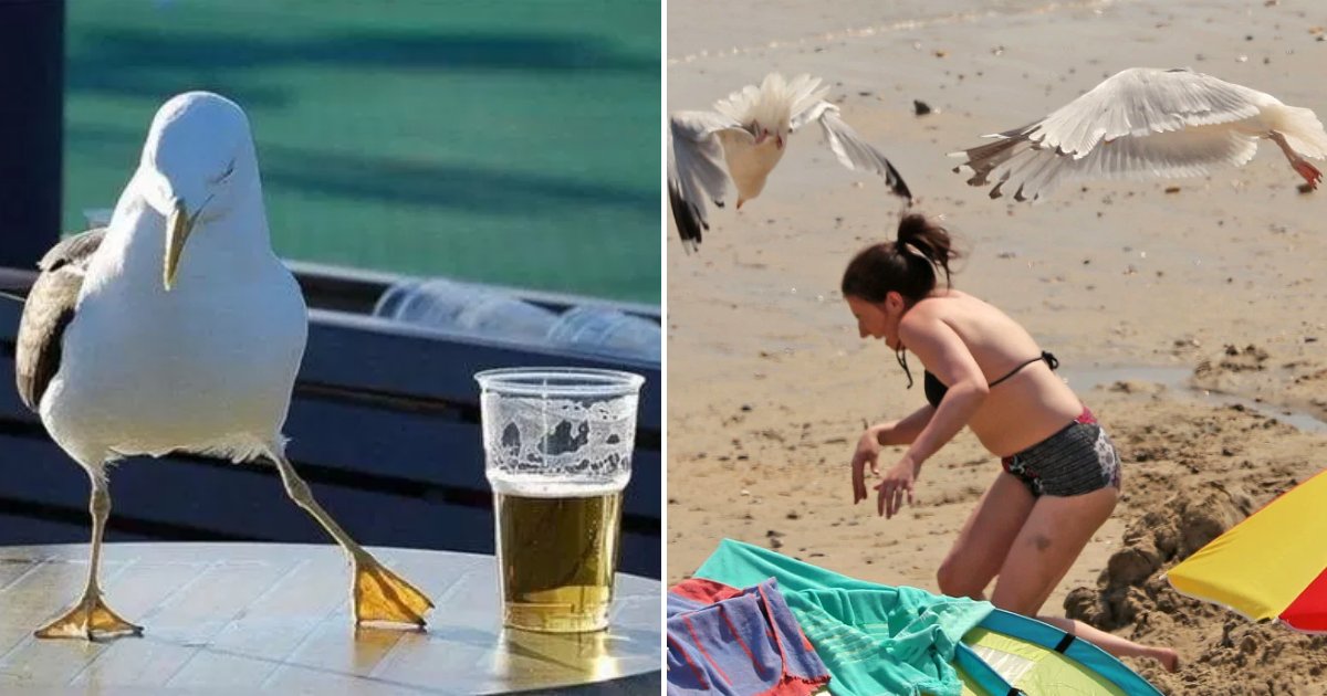 seagull5.png?resize=412,275 - Boozed-Up Seagulls Are Vomiting On People, Falling Off Roofs And Flying Into Cars