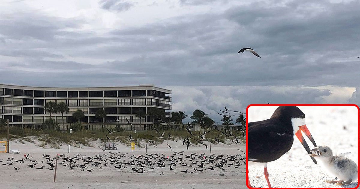 skimmer bird fed her chick cigarette butt thinking its food on florida beach.jpg?resize=412,275 - A Bird Fed Her Chick A Cigarette Bud Thinking It Is Food