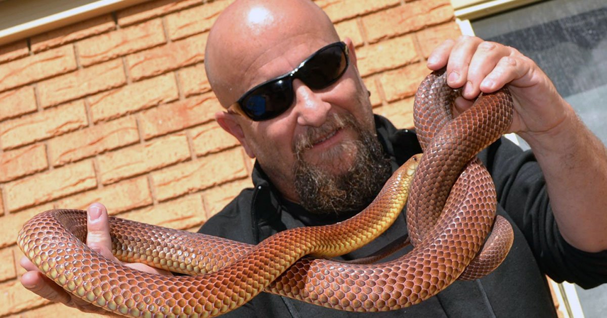 snake catcher.jpg?resize=1200,630 - Un homme attrape ce serpent, l'un des plus meurtriers du monde, seulement avec ses mains