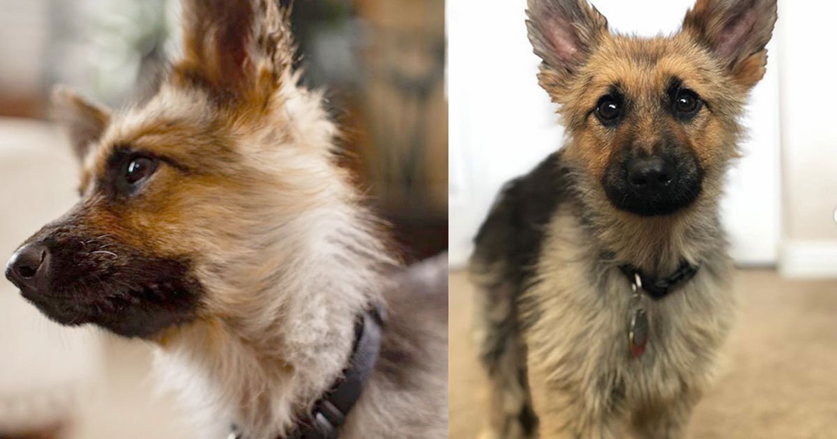 this tiny german shepherd suffering from rare dwarfism is the cutest thing on internet today.jpg?resize=1200,630 - This Tiny German Shepherd Suffering From Rare ‘Dwarfism’ Is The Cutest Thing Ever