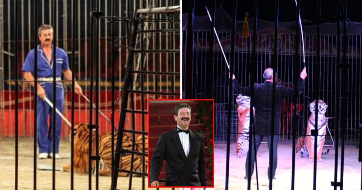 tiger6.png?resize=412,232 - One of the World's Top Circus Tamers Passed Away After His Tigers Ate Him 30 Minutes Before the Show